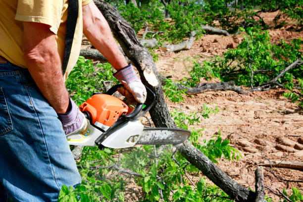 Trusted La Cygne, KS Tree Service Experts